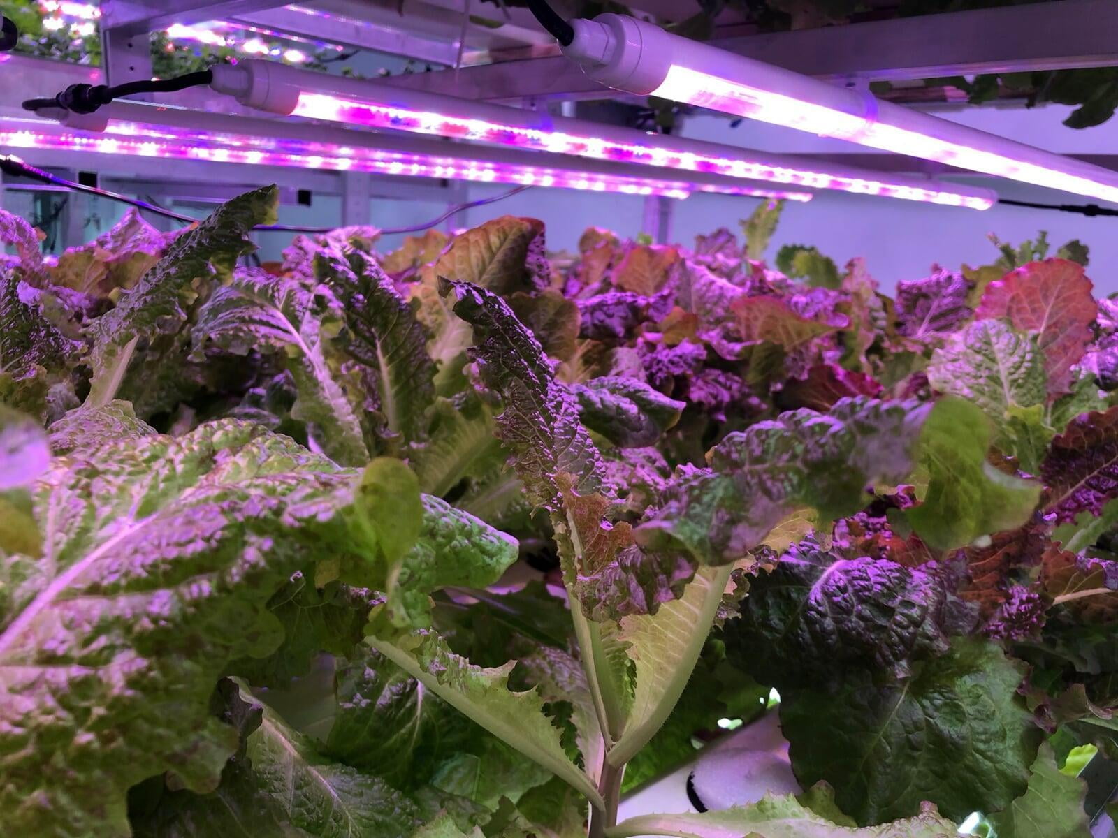 Why do Vertical Farms fail in India? Stop copying the west.